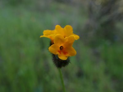 Amsinckia lunaris, photographed by Scott Yarger