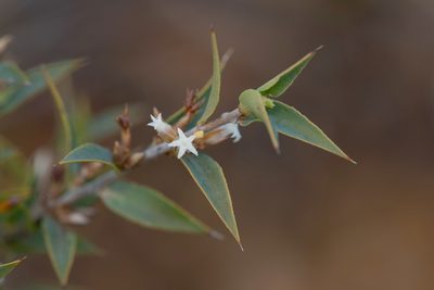 Styphelia rufa, photographed by Kym Nicolson