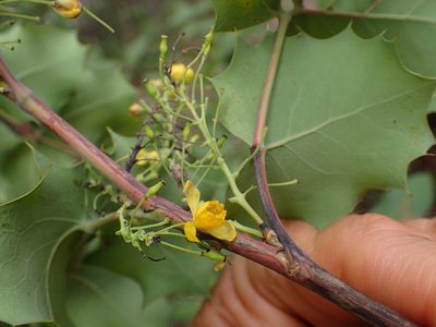 Berberis dictyota, photographed by George Williams