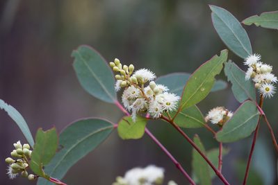 Eucalyptus fasciculosa, photographed by Kym Nicolson