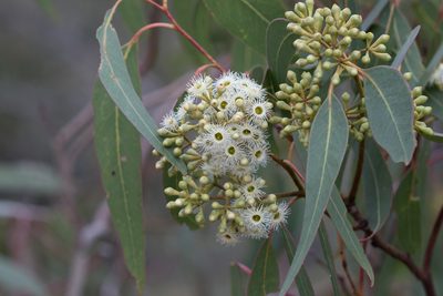Eucalyptus fasciculosa, photographed by Kym Nicolson