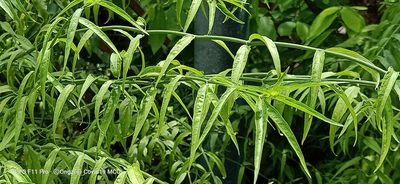 Clinacanthus nutans, photographed by Ong Jyh Seng