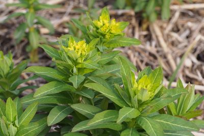 Euphorbia adenochlora, photographed by harum.koh