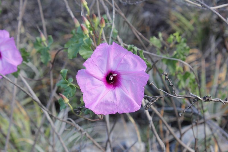 Ipomoea rupicola, photographed by Juan Cruzado Cortés