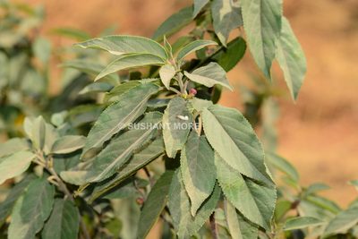 Rhamnus purandharensis, photographed by S.MORE
