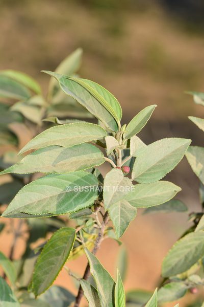 Rhamnus purandharensis, photographed by S.MORE