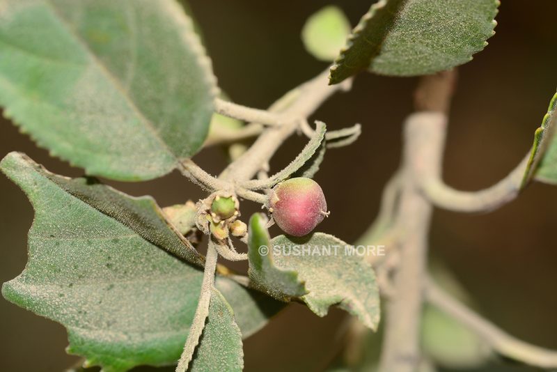 Rhamnus purandharensis, photographed by S.MORE