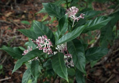 Chassalia curviflora, photographed by Oleg Kosterin