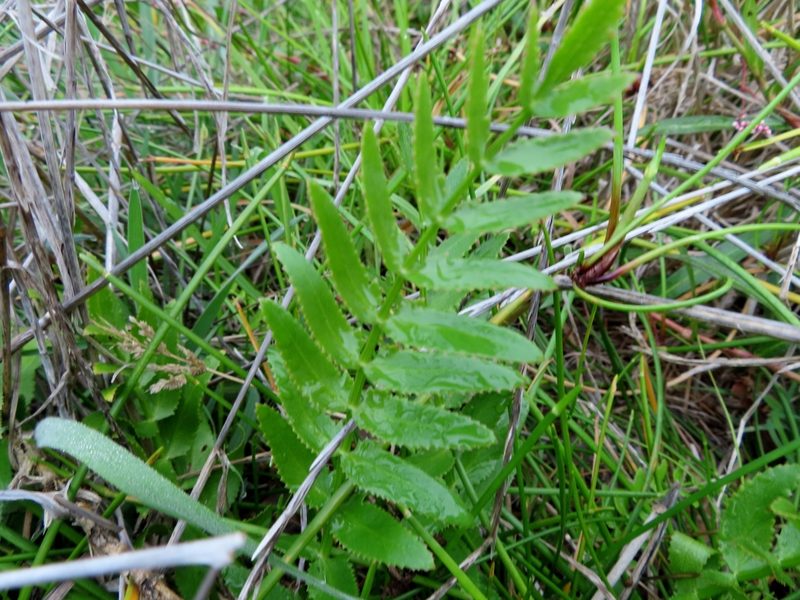 Berula thunbergii, photographed by linkie