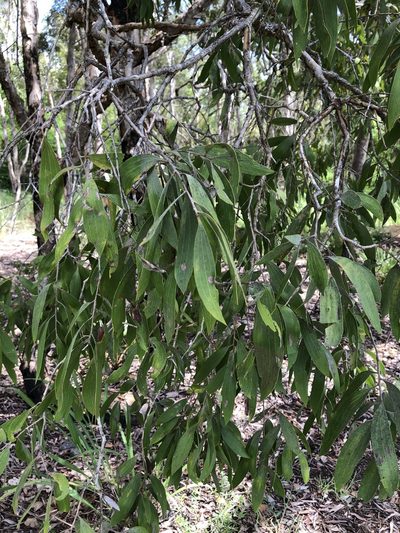 Melaleuca nervosa, photographed by elawrey