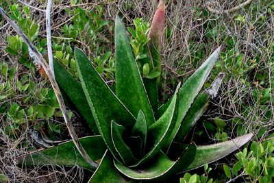 Gasteria acinacifolia, photographed by Di Turner