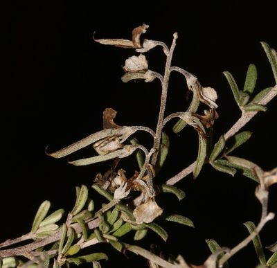 Indigofera calcarea, photographed by Brian du Preez