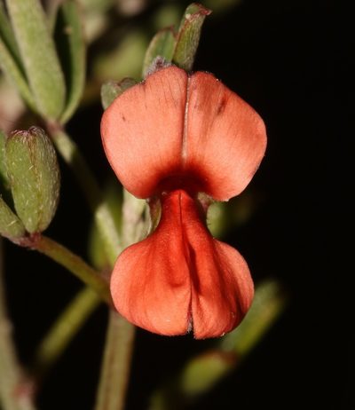 Indigofera candicans, photographed by Brian du Preez
