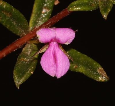 Indigofera semota, photographed by Brian du Preez
