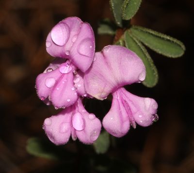 Indigofera concava, photographed by Brian du Preez
