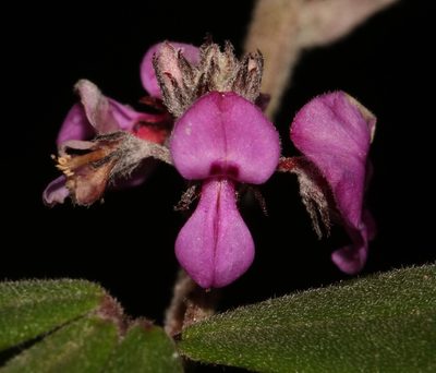 Indigofera outrampsii, photographed by Brian du Preez