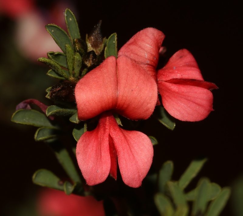 Indigofera stricta, photographed by Brian du Preez