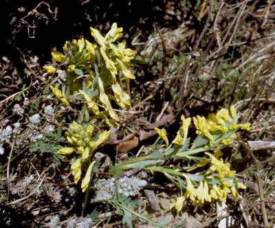 Corydalis govaniana, photographed by desertnaturalist