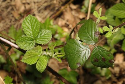 Rubus wirralensis, photographed by Stephen James McWilliam
