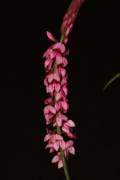 Indigofera venusta, photographed by Brian du Preez