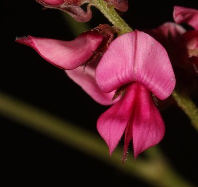 Indigofera amoena, photographed by Brian du Preez
