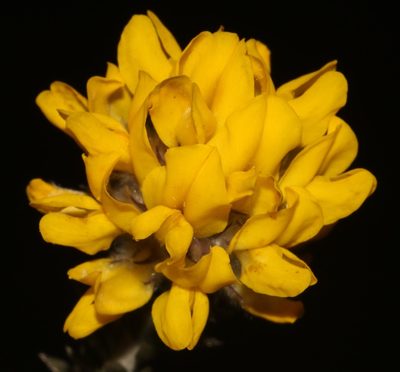 Aspalathus acocksii, photographed by Brian du Preez