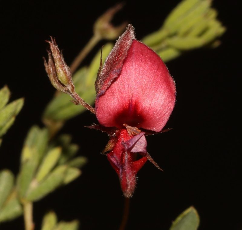 Indigofera dillwynioides, photographed by Brian du Preez
