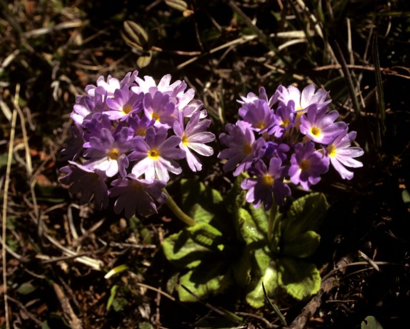 Primula atrodentata, photographed by desertnaturalist