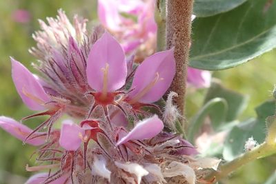 Indigofera superba, photographed by Peter Warren