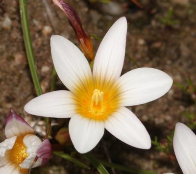 Romulea toximontana, photographed by Brian du Preez