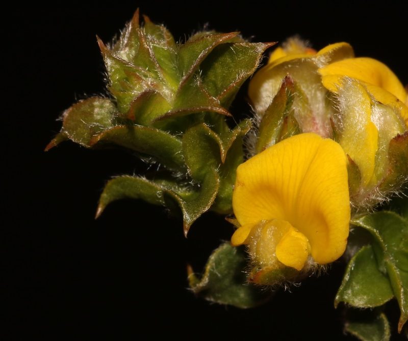 Aspalathus venosa, photographed by Brian du Preez