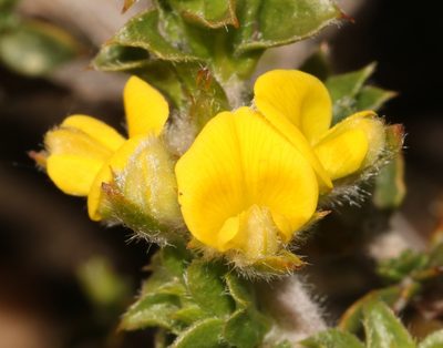 Aspalathus venosa, photographed by Brian du Preez