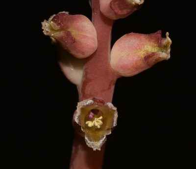 Lachenalia membranacea, photographed by Brian du Preez