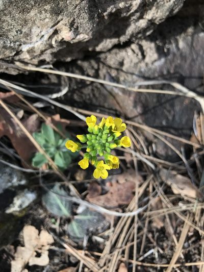 Draba asprella, photographed by brettaugust