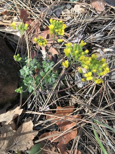 Draba asprella, photographed by brettaugust