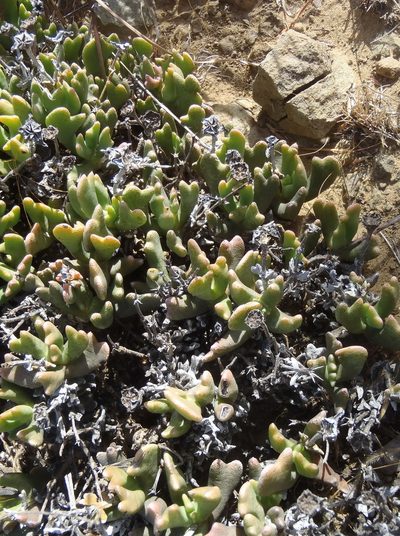 Rhombophyllum dolabriforme, photographed by Nicola van Berkel