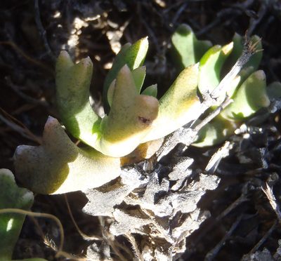 Rhombophyllum dolabriforme, photographed by Nicola van Berkel