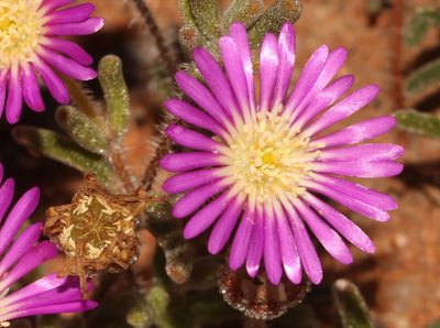 Drosanthemum oculatum, photographed by Brian du Preez