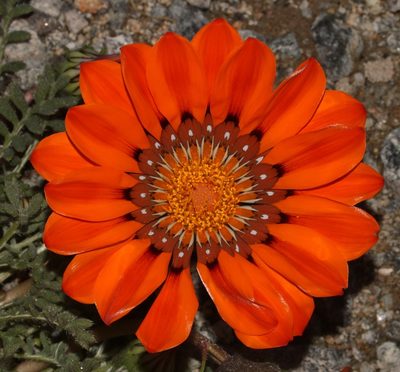 Gazania leiopoda, photographed by Brian du Preez