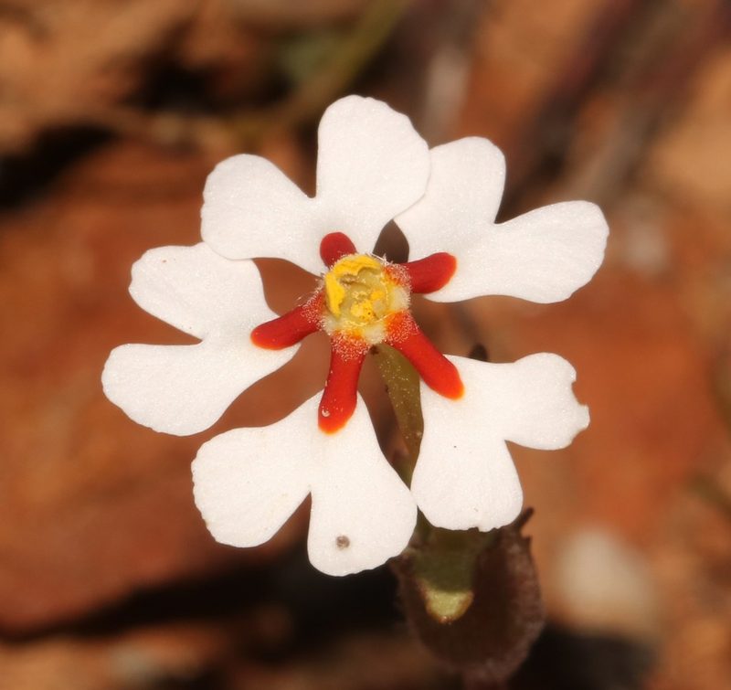 Zaluzianskya pumila, photographed by Brian du Preez