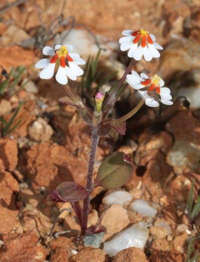 Zaluzianskya pumila, photographed by Brian du Preez