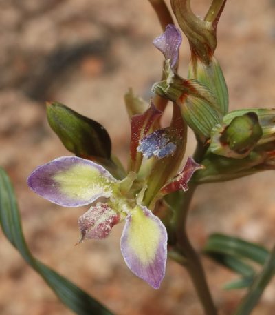 Babiana fimbriata, photographed by Brian du Preez