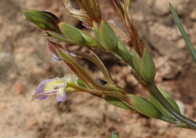 Babiana fimbriata, photographed by Brian du Preez
