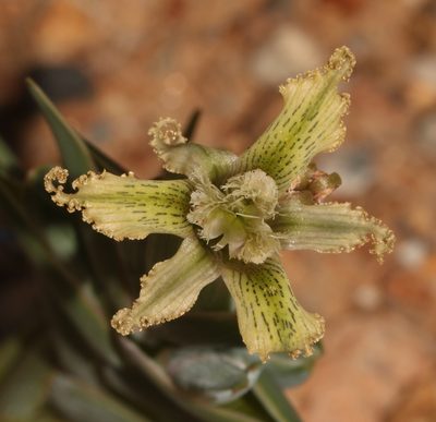 Ferraria ferrariola, photographed by Brian du Preez