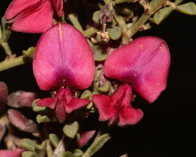 Indigofera spinescens, photographed by Brian du Preez