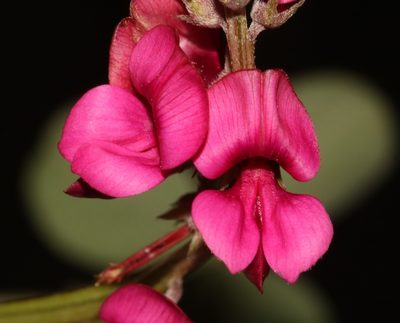 Indigofera meyeriana, photographed by Brian du Preez