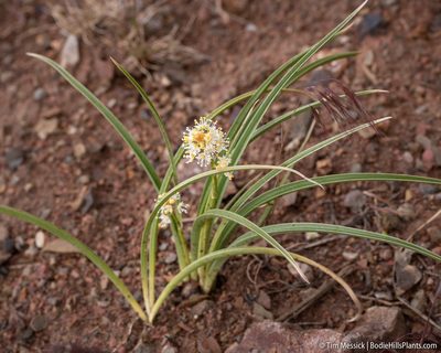 Toxicoscordion paniculatum, photographed by Tim Messick