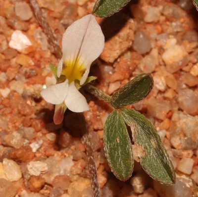 Lotononis falcata, photographed by Brian du Preez