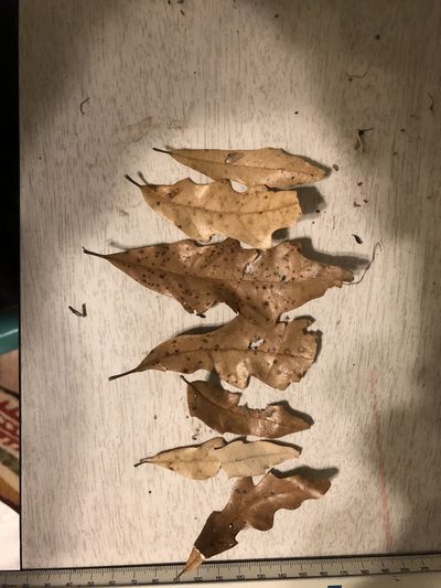 Quercus austrina, photographed by John Kees