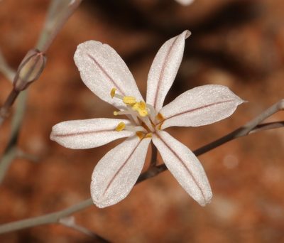 Trachyandra tortilis, photographed by Brian du Preez